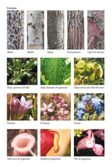 el lenguaje de las plantas-jordi cañellas puiggros-9788491183013