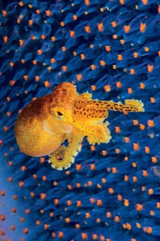 los secretos del pulpo-sy montgomery-9788482988764