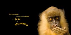 animaladas-joel sartore-kwame alexander-9788482987286