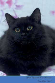 york chocolate cat presents-9781526964502