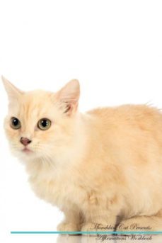 munchkin cat affirmations workbook munchkin cat presents-9781526972002