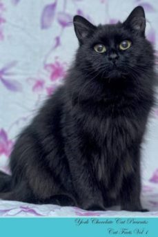 york chocolate cat presents-9781526964212