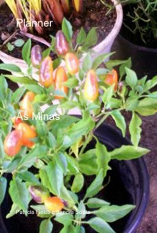 planner (ebook)-patrícia fields sandra e sclata-3410006288222