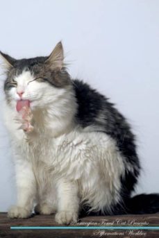 norwegian forest cat affirmations workbook norwegian forest cat presents-9781526972422