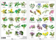 flores de bach-miguel jimenez hernandez-9788494518522