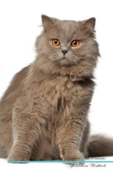 british longhair cat affirmations workbook british longhair cat presents-9781526967442