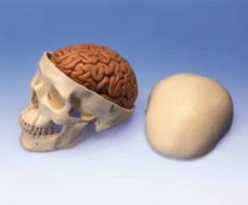 cerebro (8 partes)-2910008997272