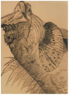 peces de los mares de españa: un proyecto ecologico del siglo xviii-9788496406582