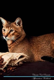 chausie cat affirmations workbook chausie cat presents-9781526967992