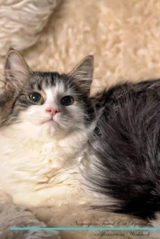 norwegian forest cat affirmations workbook norwegian forest cat presents-9781526972392