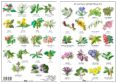 flores de bach-miguel jimenez hernandez-9788494518522 flores de bach-miguel jimenez hernandez-9788494518522