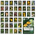 cartas florales: las 38 flores descubiertas por el dr. edward bach (estuche: cartas + libro)-edward bach-9788493220532 cartas florales: las 38 flores descubiertas por el dr. edward bach (estuche: cartas + libro)-edward bach-9788493220532